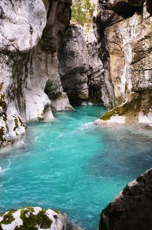 Bovec Home At Three Samoyeds Soča Εξωτερικό φωτογραφία